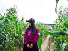 -田园东方蜜桃村的田野营地