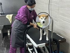 -宠颐生斯嘉宠物医院·急重症·心内科(谷阳北路分院)
