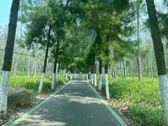 -合肥滨湖国家森林公园