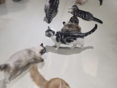 -藏猫猫咖啡主题馆(中央大道店)