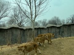 -北京野生动物园