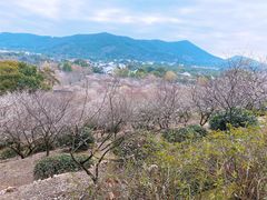-香雪海