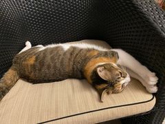 -立德动物医院·24小时中心(番禺区院区)