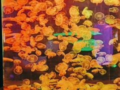 -多彩贵州城极地海洋世界