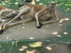 -西霞口神雕山野生动物世界