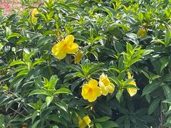 -芒洲湿地公园