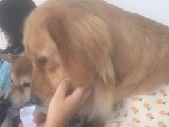 -怪兽屋·羊驼·猫咖·狗咖(俊华广场店)