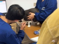 -天使宠物医院·犬猫分诊(彩虹店)