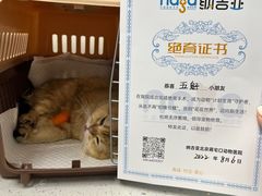 -纳吉亚猫专科动物诊疗中心(蒋宅口分院)