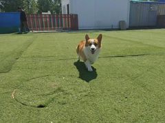 -宠物寄养训练学校