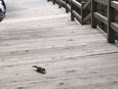 -乡土特色.冷锅鱼.牦牛肉汤锅