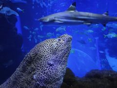 -成都浩海立方海洋公园