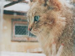 -青藏高原野生动物园