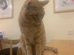 -滚猫咖啡·猫咖·猫友好撸猫(未来城店)