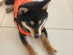 -怪兽屋·羊驼·猫咖·狗咖(俊华广场店)