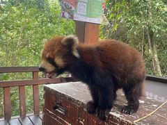 -普洱太阳河森林公园