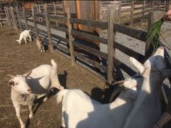 -前小桔亲子创意农场·草莓采摘·露营烧烤