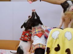 -猪盟咖啡店(玖洲道店)