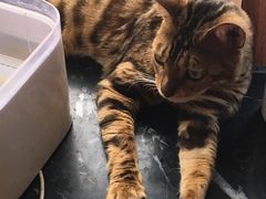 -蓝鲸·缅因猫舍