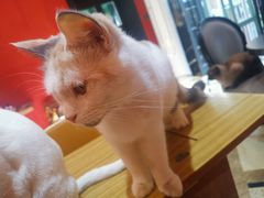 -猫色咖啡·猫咖