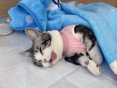 -达爱动物医院·犬猫分区·CT·复杂眼科(远洋山水分院)