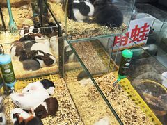 -青石桥花鸟鱼虫市场(叠翠城店)