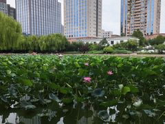 -团结湖公园
