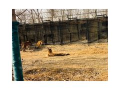 -秦皇岛野生动物园