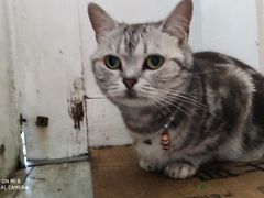 -海边的猫和咖啡馆