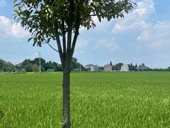 -孤山景区-孤山寺