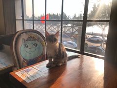 -more than meow吴止猫主题餐厅(承德 中船汇店)