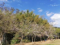 -田心森林公园