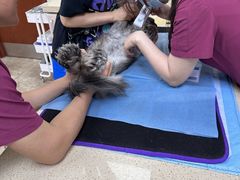 -美联众合动物医院·24h转诊中心