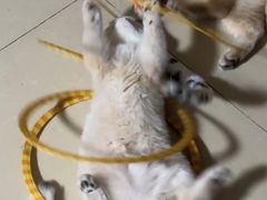 -天宠宠物医院24小时·急重症诊疗中心·全科·腔镜特色(和平分院)