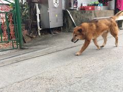 -南丫岛