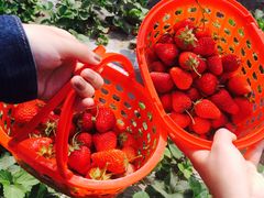-田趣农庄草莓采摘园