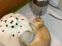 -东方名猫馆·英短金渐层布偶猫舍(环线广场1号楼店)