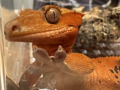 -酷以爬仙阁实体爬宠店·守宫·蜥蜴·专业繁育