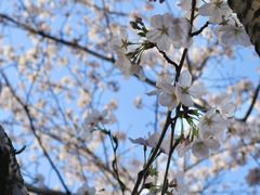 -高东镇樱花园