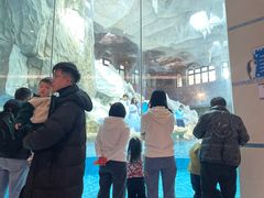 -帝企鹅自助餐厅•儿童岛•真企鹅(长隆企鹅酒店)