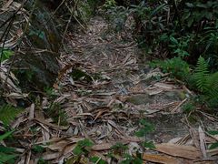 -梧桐山风景名胜区