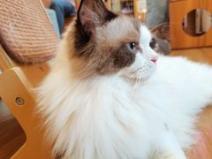 -滚猫咖啡·猫咖·猫友好撸猫(未来城店)