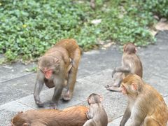 -南湾猴岛+椰田古寨一日游