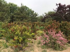 -永定河休闲森林公园