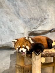 -Zoolung Zoolung动物主题公园(海信广场店)