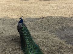 -苏州太湖西山岛开心农场