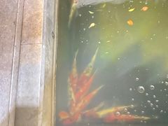 -古乐牛香·鲜牛肉牛杂火锅(千灯店)