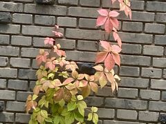 -三里屯东五街银杏大道