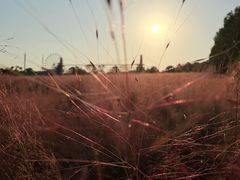 -花博汇(知音花月夜)