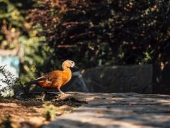-老山国家森林公园